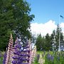 Des lupins